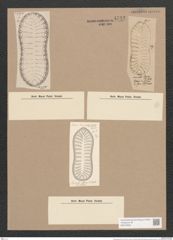 Surirella apiae Witt. (de-Toni-Nr.: Genus 53, Species 2295) Zeichnungen Sammlung Grunow Nr. 4742 (NHMW-BOT-W0372850)